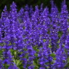 10,000 Bulk Seeds SAGE BLUE Salvia Farinacea edlcy (Seeds)