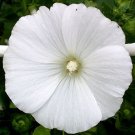 1,000 Bulk Seeds ROSE MALLOW WHITE Lavatera Trimestris edlcy (Seeds) 1,000 Bulk Seeds ROSE MALLOW WHITE Lavatera Trimestris edlcy (Seeds)