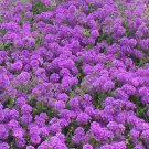 3,000 Bulk Seeds ROCK CRESS PURPLE Aubrieta Deltoidea edlcy (Seeds)