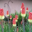 220 Bulk Seeds RED HOT POKER TORCH LILY Kniphofia Uvaria Royal Castle edlcy (Seeds)