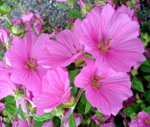 1,000 Bulk Seeds ROSE MALLOW MIXED COLORS Lavatera Trimestris edlcy (Seeds)