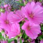 1,000 Bulk Seeds ROSE MALLOW MIXED COLORS Lavatera Trimestris edlcy (Seeds)