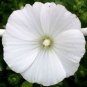 1,000 Bulk Seeds ROSE MALLOW MIXED COLORS Lavatera Trimestris edlcy (Seeds)