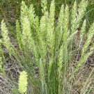 3,000 Bulk Seeds PRAIRIE JUNEGRASS Koeleria Cristata edlcy (Seeds)