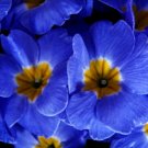 50 Bulk Seeds PRIMROSE ENGLISH ACCORD BLUE Primula Vulgaris edlcy (Seeds)
