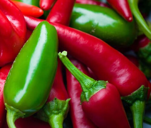 50 Bulk Seeds PEPPER HOT EARLY JALAPENO ORGANIC Capsicum Annuum edlcy (Seeds)