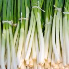 50 Bulk Seeds ONION BUNCHING HE SHI KO ORGANIC Allium Cepa edlcy (Seeds) 50 Bulk Seeds ONION BUNCHING HE SHI KO ORGANIC Allium Cepa edlcy (Seeds)