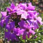 2,000 Bulk Seeds MOSS VERBENA Verbena Tenuisecta edlcy (Seeds)