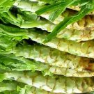 2,000 Bulk Seeds LETTUCE LOOSELEAF CELTUCE Lactuca Sativa edlcy (Seeds)