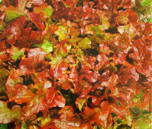 500 Bulk Seeds LETTUCE LOOSELEAF RED SAILS Lactuca Sativa edlcy (Seeds)