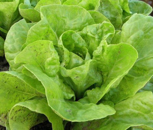 2,000 Bulk Seeds LETTUCE BUTTERHEAD BIBB SLOW BOLTING Lactuca Sativa edlcy (Seeds)