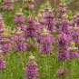 7,500 Bulk Seeds LEMON MINT BEEBALM Monarda Citriodora edlcy (Seeds)