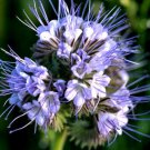 5,000 Bulk Seeds LACY PHACELIA Phacelia Tanacetifolia edlcy (Seeds) 5,000 Bulk Seeds LACY PHACELIA Phacelia Tanacetifolia edlcy (Seeds)