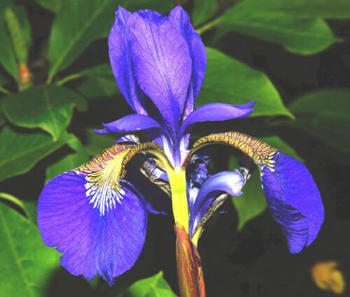 50 Bulk Seeds IRIS OREGON Iris Tenax edlcy (Seeds)