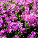 200 Bulk Seeds ICE PLANT PINK TABLE MOUNTAIN Delosperma Cooperi edlcy (Seeds) 200 Bulk Seeds ICE PLANT PINK TABLE MOUNTAIN Delosperma Cooperi edlcy (Seeds)