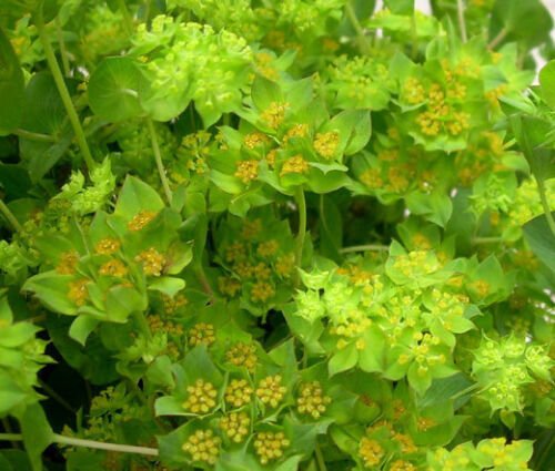 500 Bulk Seeds HARE'S EAR Bupleurum Rotundifolium Griffithii edlcy (Seeds)