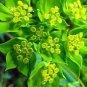 500 Bulk Seeds HARE'S EAR Bupleurum Rotundifolium Griffithii edlcy (Seeds)