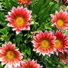 200 Bulk Seeds GAZANIA KISS ROSE Gazania Rigens edlcy (Seeds)
