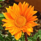 200 Bulk Seeds GAZANIA GARDEN LEADER ORANGE Gazania Rigens edlcy (Seeds)