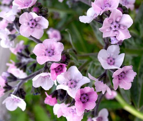 500 Bulk Seeds FORGET ME NOT CHINESE MYSTIC PINK Cynoglossum Amabile edlcy (Seeds)
