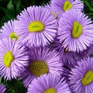 500 Bulk Seeds ERIGERON AZURE FAIRY Erigeron Speciosus edlcy (Seeds) 500 Bulk Seeds ERIGERON AZURE FAIRY Erigeron Speciosus edlcy (Seeds)