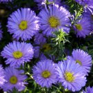 1,000 Bulk Seeds ERIGERON MACRANTHUS Erigeron Speciosus edlcy (Seeds) 1,000 Bulk Seeds ERIGERON MACRANTHUS Erigeron Speciosus edlcy (Seeds)