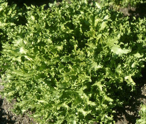 1,000 Bulk Seeds ENDIVE SALAD KING Cichorium Endivia edlcy (Seeds)