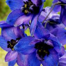 50 Bulk Seeds DELPHINIUM BLACK KNIGHT Delphinium Cultorum edlcy (Seeds)