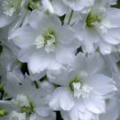 50 Bulk Seeds DELPHINIUM GALAHAD Delphinium Cultorum edlcy (Seeds)