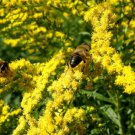 10,000 Bulk Seeds CANADA GOLDENRODE Solidago Canadensis edlcy (Seeds)