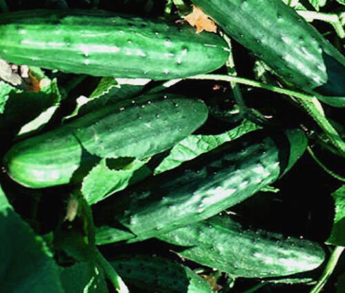100 Bulk Seeds CUCUMBER SPACEMASTER ORGANIC Cucumis Sativus edlcy (Seeds)