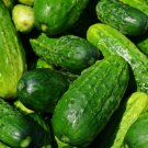 100 Bulk Seeds CUCUMBER NATIONAL PICKLING ORGANIC Cucumis Sativus edlcy (Seeds) 100 Bulk Seeds CUCUMBER NATIONAL PICKLING ORGANIC Cucumis Sativus edlcy (Seeds)