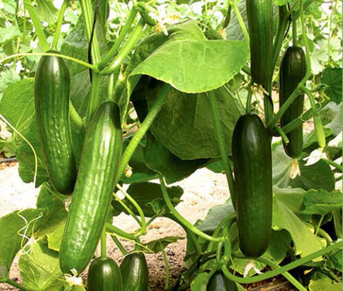 100 Bulk Seeds CUCUMBER BEIT ALPHA ORGANIC Cucumis Sativus edlcy (Seeds)