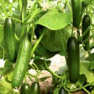 100 Bulk Seeds CUCUMBER BEIT ALPHA ORGANIC Cucumis Sativus edlcy (Seeds) 100 Bulk Seeds CUCUMBER BEIT ALPHA ORGANIC Cucumis Sativus edlcy (Seeds)