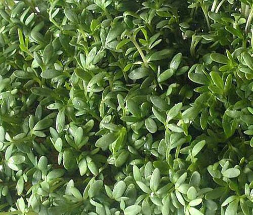 2,000 Bulk Seeds CRESS CURLED PEPPERGRASS Lepidium Sativum edlcy (Seeds)