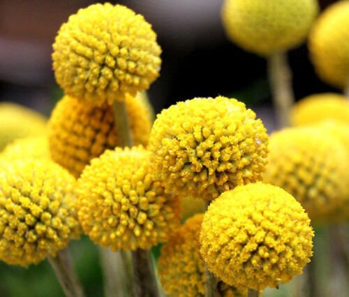 500 Bulk Seeds CRASPEDIA BILLY BUTTONS Craspedia Globosa edlcy (Seeds)