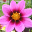 1,000 Bulk Seeds COSMOS SONATA PINK BLUSH DWARF Cosmos Bipinnatus edlcy (Seeds)