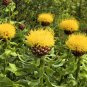 200 Bulk Seeds CORNFLOWER YELLOW GLOBE Centaurea Macrocephala edlcy (Seeds)