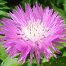 200 Bulk Seeds CORNFLOWER PERSIAN PERENNIAL Centaurea Dealbata edlcy (Seeds)