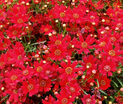 10,000 Bulk Seeds COREOPSIS RED DWARF Coreopsis Tinctoria edlcy (Seeds)