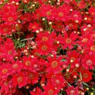10,000 Bulk Seeds COREOPSIS RED DWARF Coreopsis Tinctoria edlcy (Seeds)