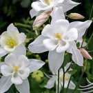 500 Bulk Seeds COLUMBINE CRYSTAL STAR Aquilegia Caerulea edlcy (Seeds)