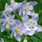 500 Bulk Seeds COLUMBINE BLUE DREAM Aquilegia Caerulea edlcy (Seeds)