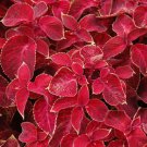 40 Bulk Seeds COLEUS WIZARD VELVET RED Solenostemon Scutellarioides edlcy (Seeds) 40 Bulk Seeds COLEUS WIZARD VELVET RED Solenostemon Scutellarioides edlcy (Seeds)