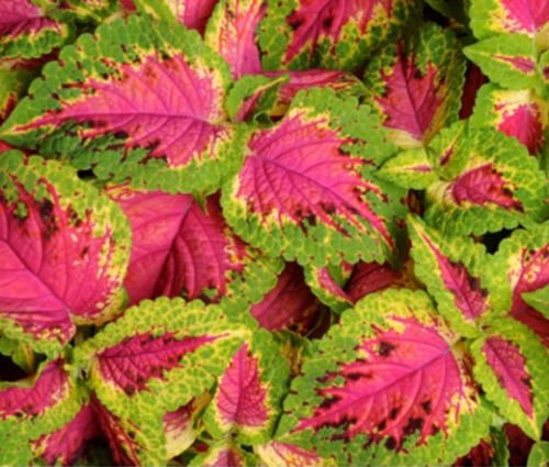 40 Bulk Seeds COLEUS VERSA WATERMELON Solenostemon Scutellarioides edlcy (Seeds)
