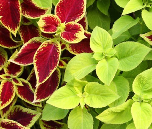 40 Bulk Seeds COLEUS UNDER THE SUN FUSEABLES Solenostemon Scutellarioides edlcy (Seeds)