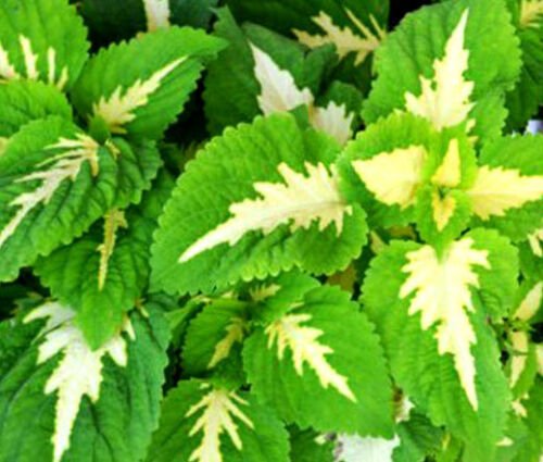 40 Bulk Seeds COLEUS VERSA GREEN HALO Solenostemon Scutellarioides edlcy (Seeds)