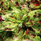 40 Bulk Seeds COLEUS KONG MOSAIC Solenostemon Scutellarioides edlcy (Seeds)