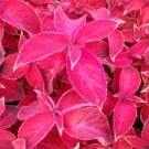 40 Bulk Seeds COLEUS JAZZ RUBY Solenostemon Scutellarioides edlcy (Seeds) 40 Bulk Seeds COLEUS JAZZ RUBY Solenostemon Scutellarioides edlcy (Seeds)