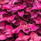 40 Bulk Seeds COLEUS JAZZ VELVET Solenostemon Scutellarioides edlcy (Seeds)